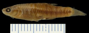 Media type: image; Ichthyology 1460